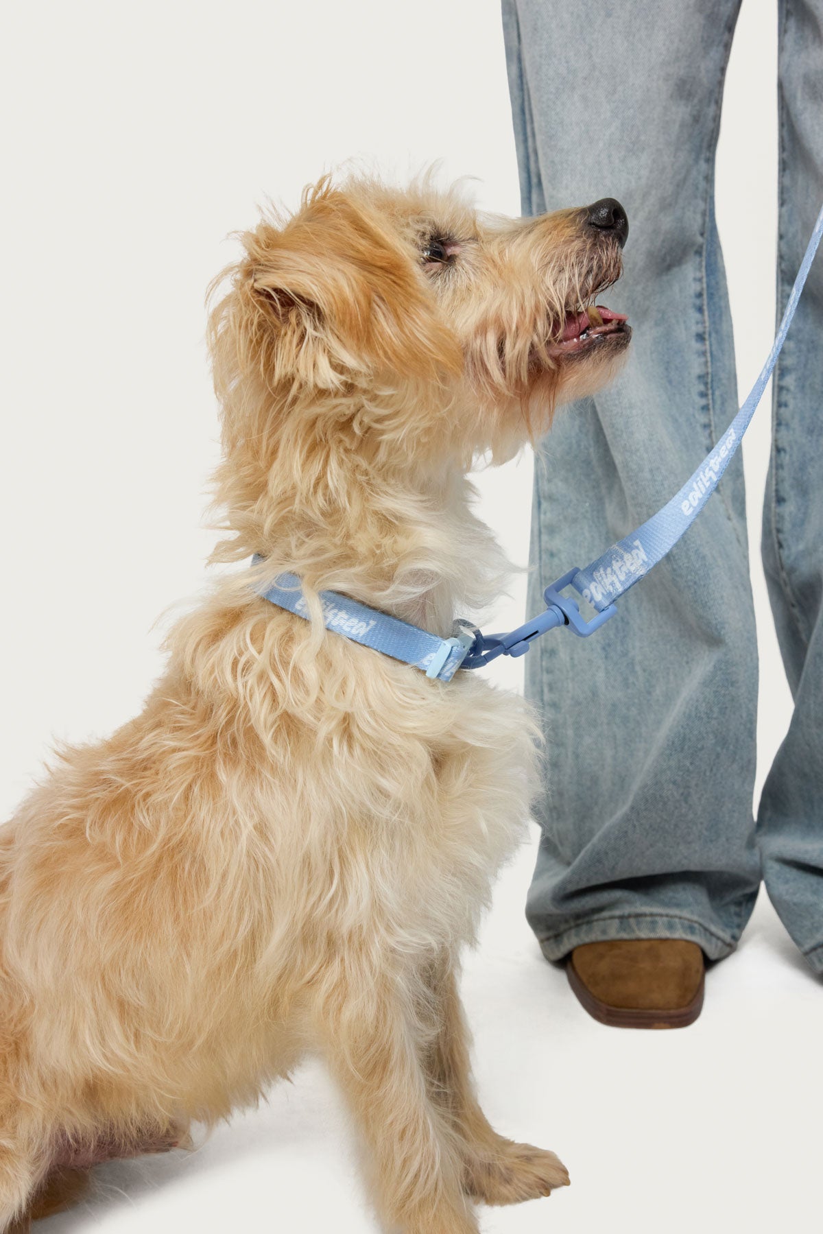 Edikted Pet Collar