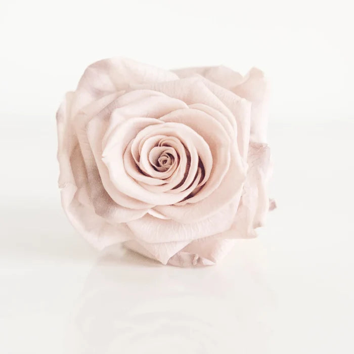 Preserved Mother Of Pearl Rose Close Up - Image