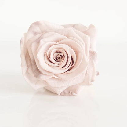 Preserved Mother Of Pearl Rose Close Up - Image