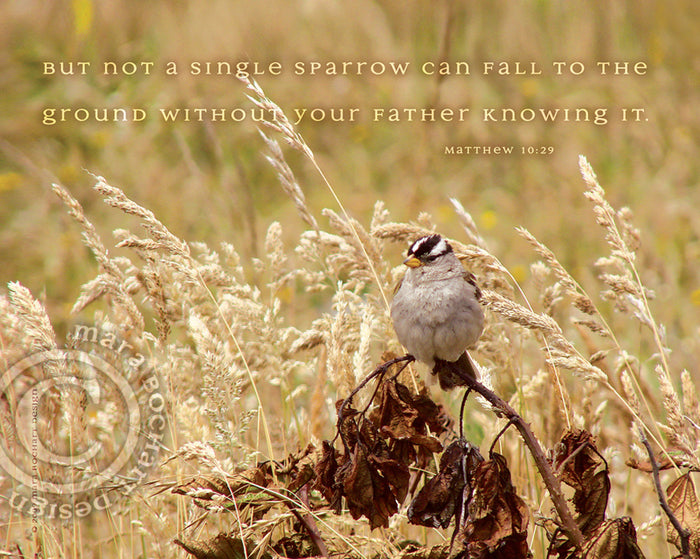 Single Sparrow - premium canvas
